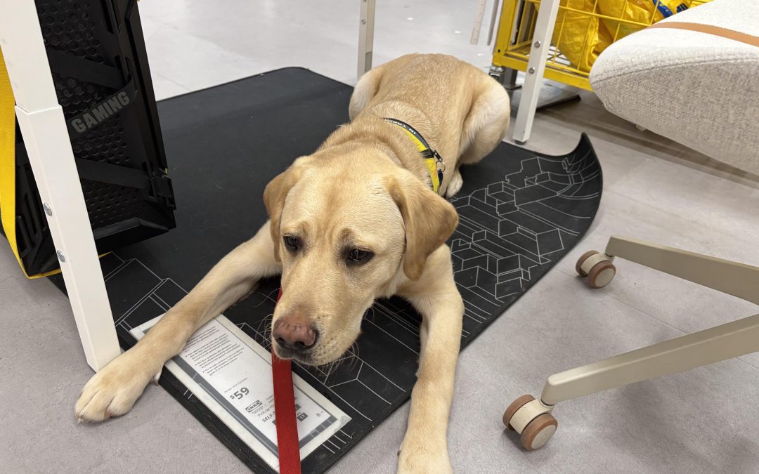 Jasper III | March 2026