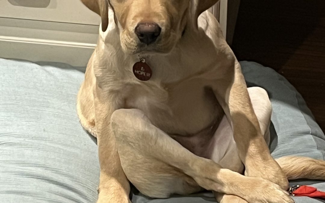 Hope III | March 2026