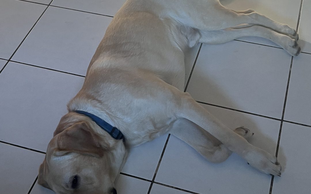Casey | March 2026