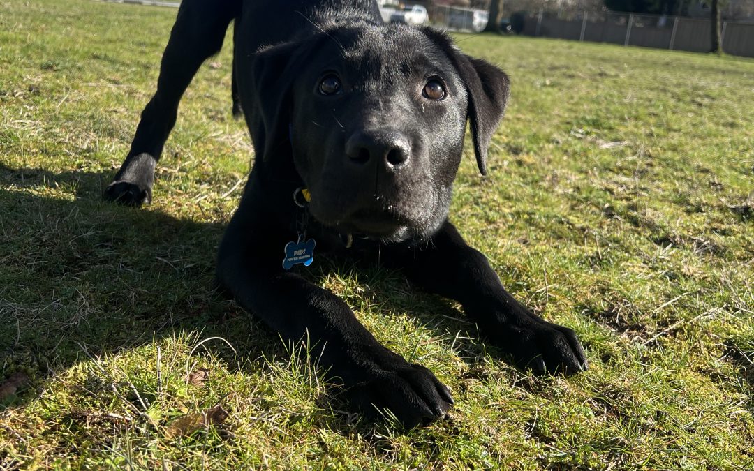 Chester II | March 2026