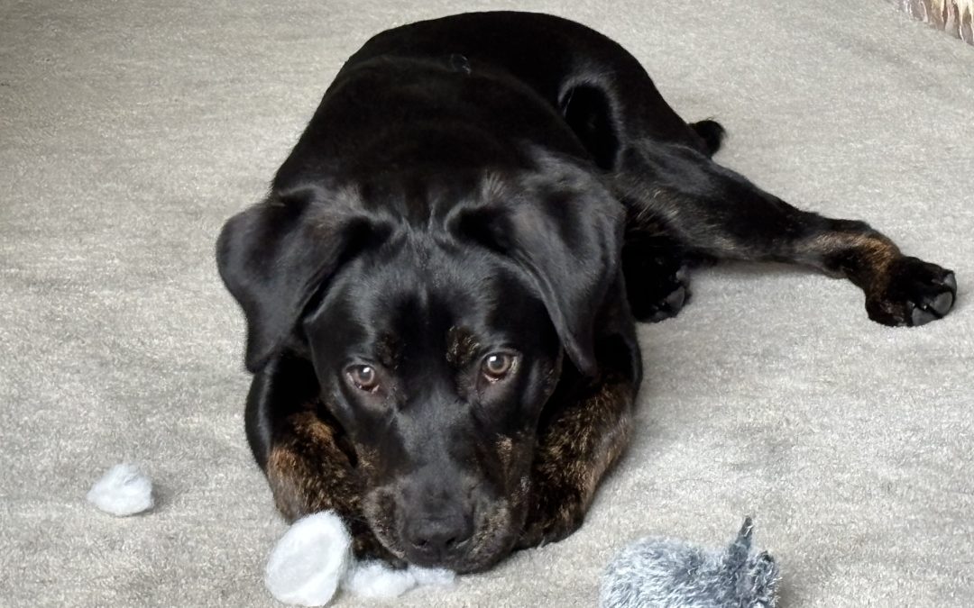 Jingle II | March 2026