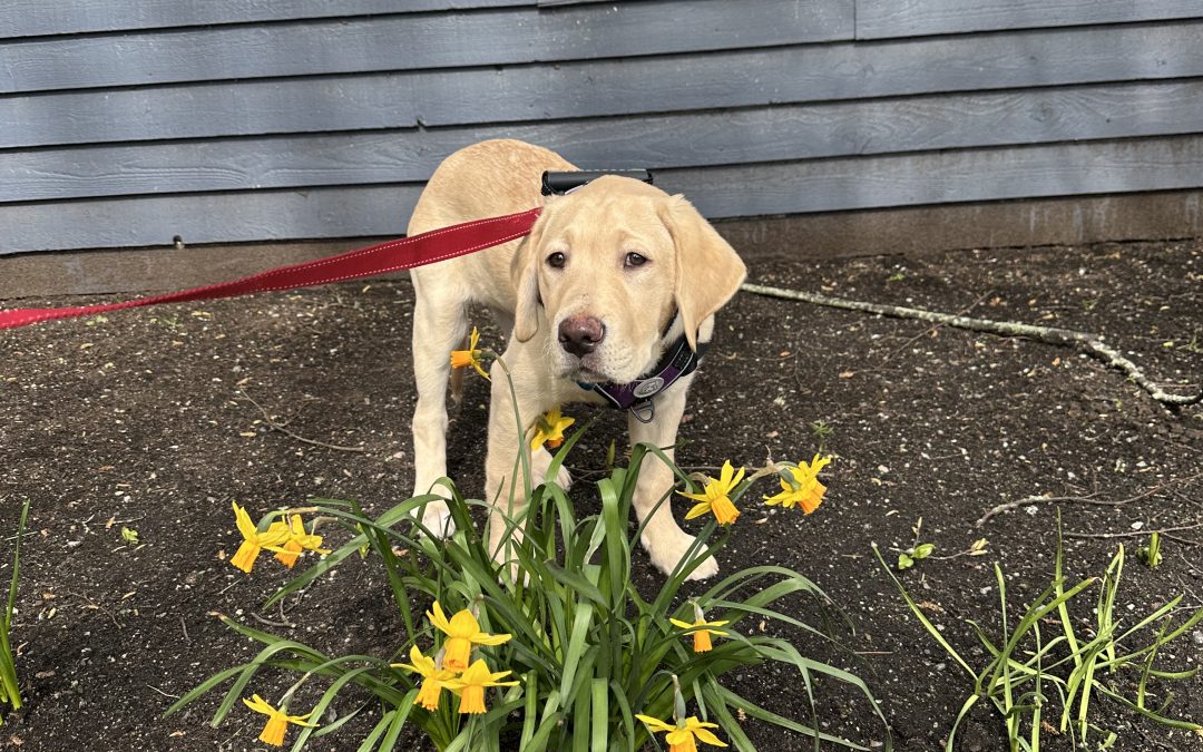 Trooper | March 2026