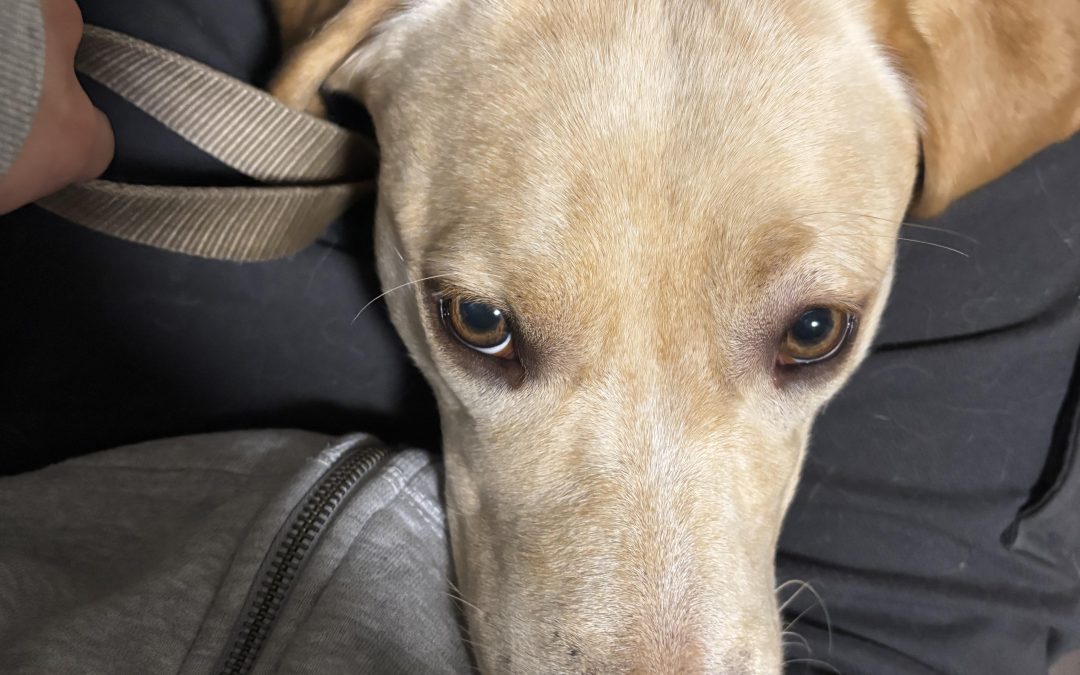 Pandora | March 2026