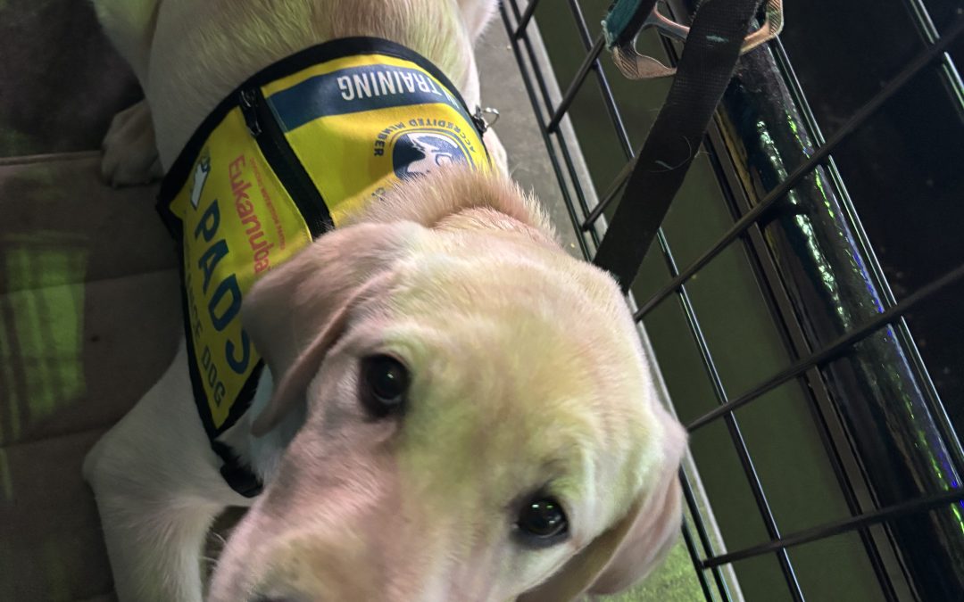 Spirit IV | March 2026