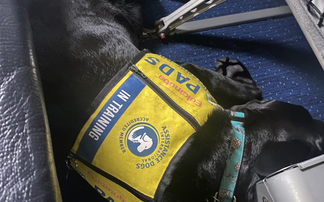 Goose II | March 2026