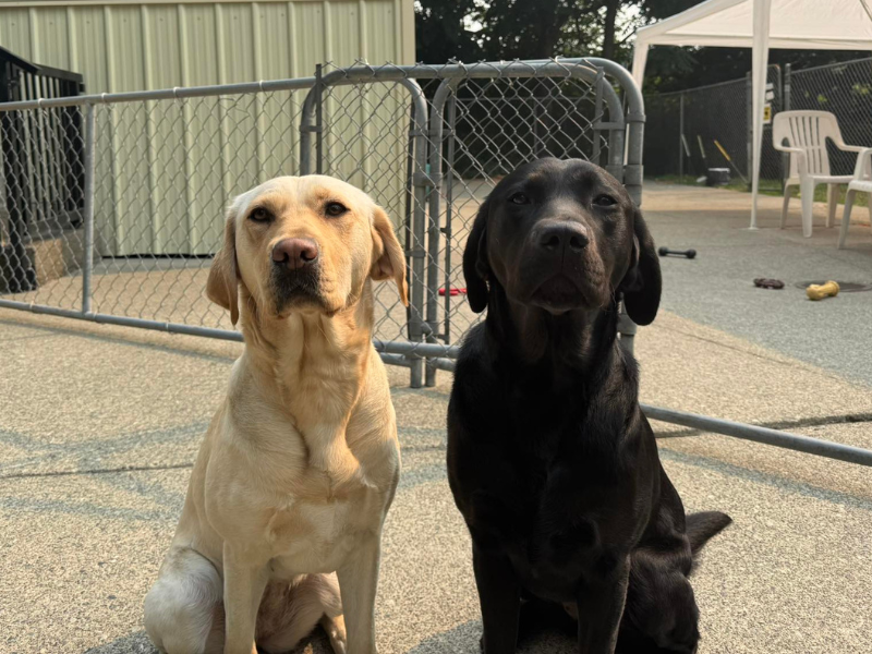Kennel Attendant | Burnaby