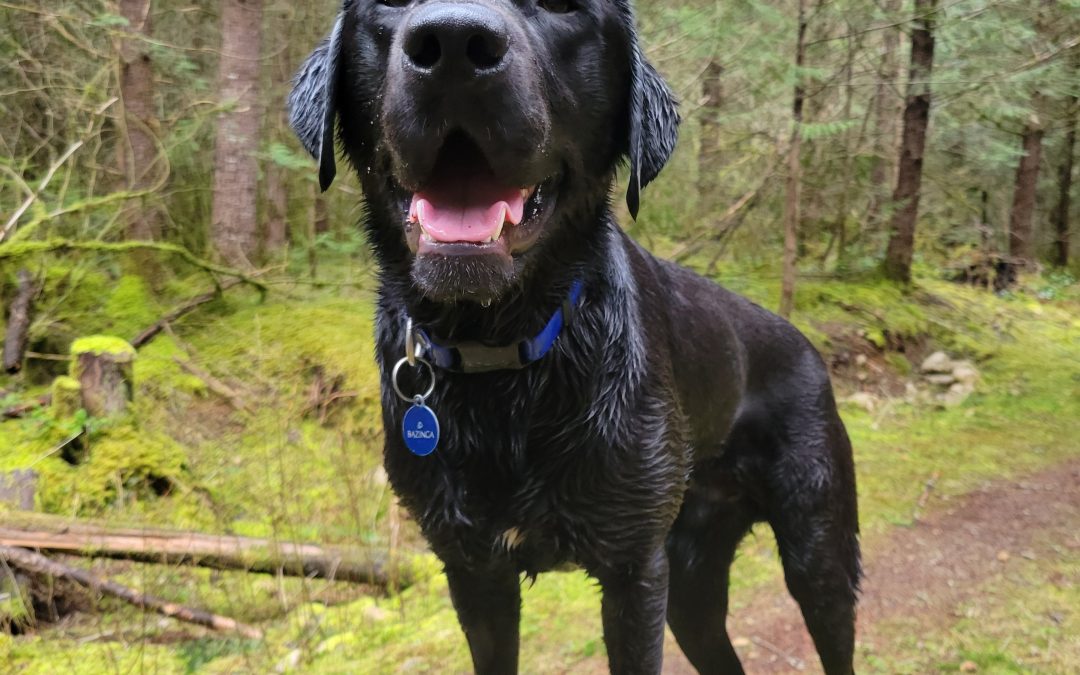 Bazinga | March 2026