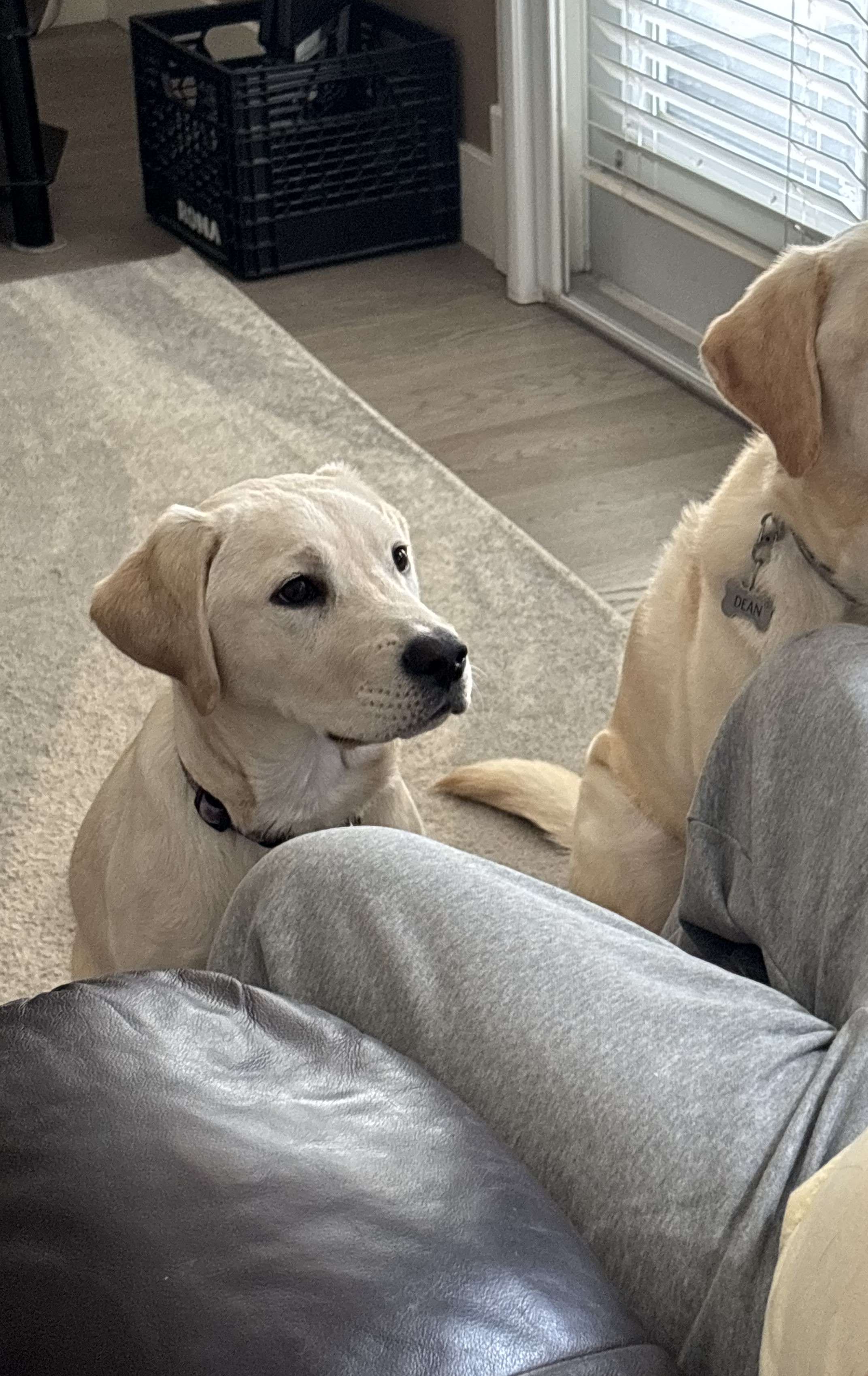 Nellie | March 2026