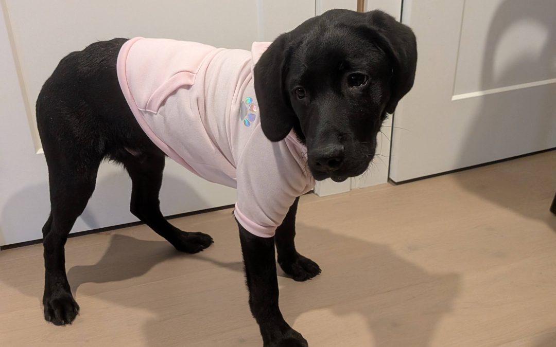 Pixel II | March 2026