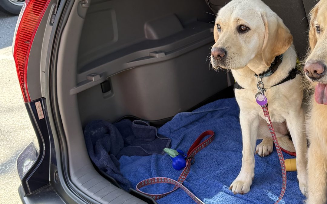 Seven II | March 2026