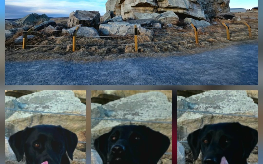 Shelby II | February 2026