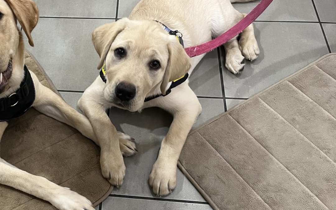 Spirit IV | March 2026