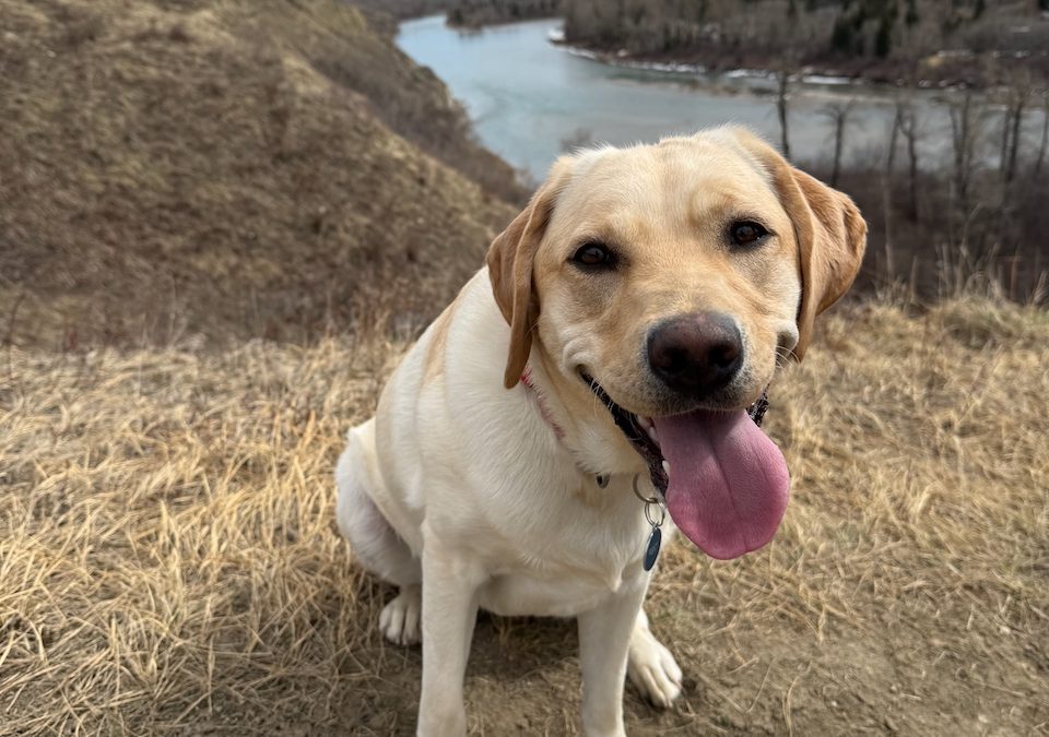 Tattor | April 2026