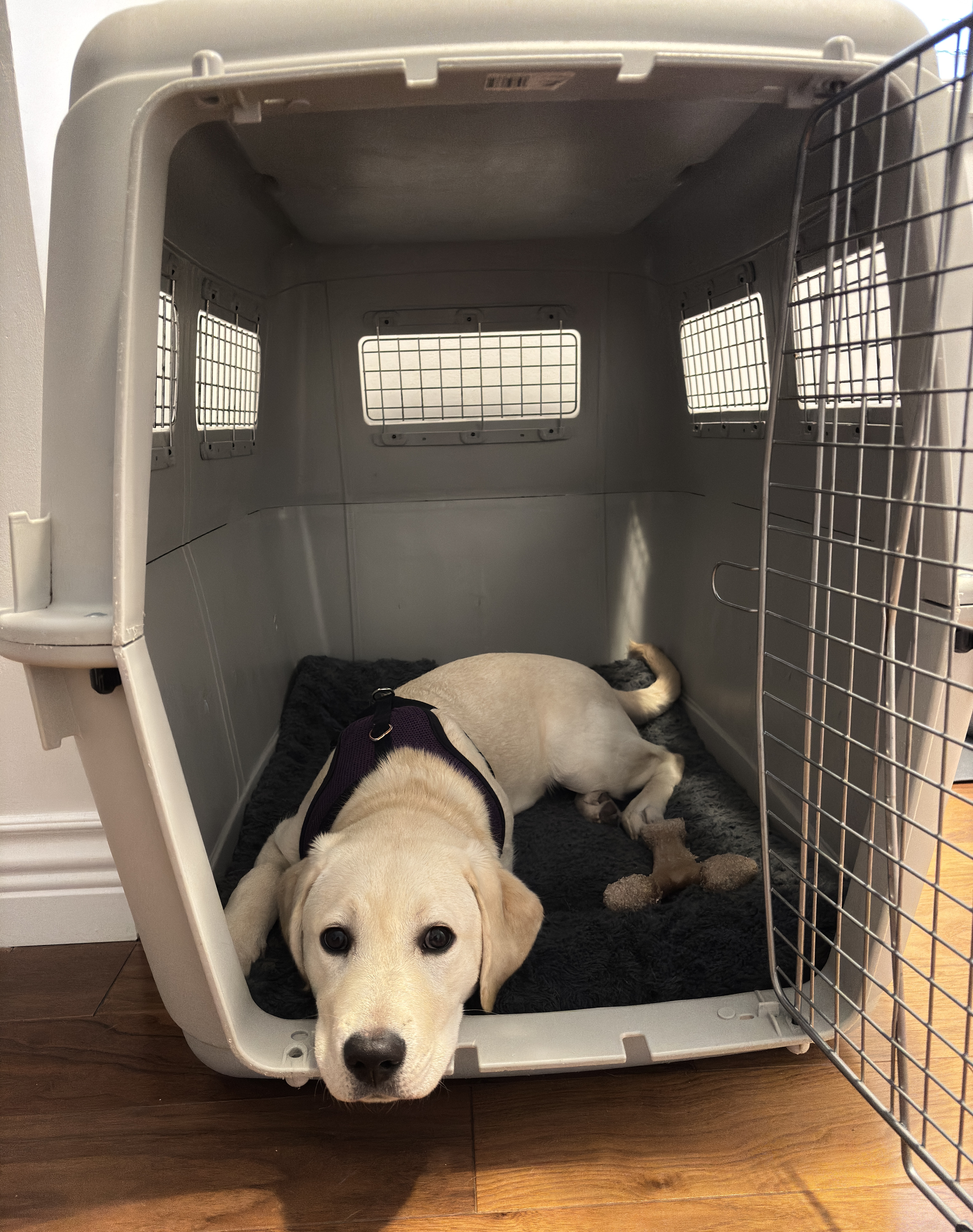 Nellie | April 2026