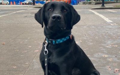 Available for Adoption: Puzzle