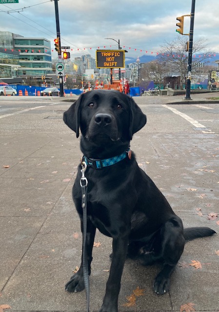 Available for Adoption: Puzzle