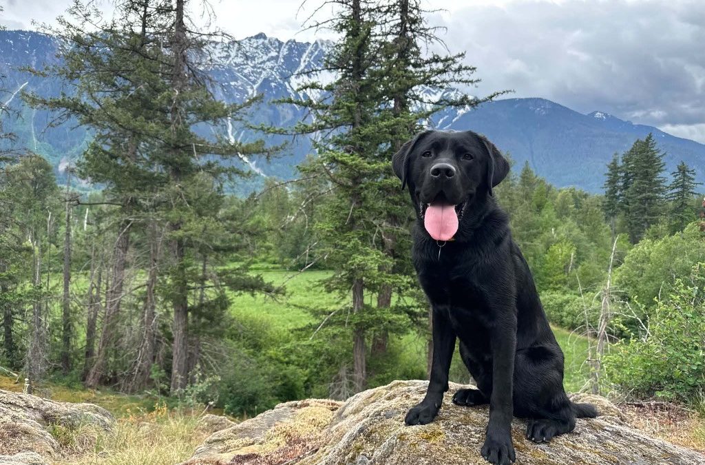 Available for Adoption: Donner II
