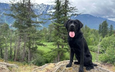 Available for Adoption: Donner II
