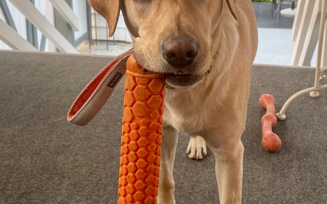 Available for Adoption: Honey IV