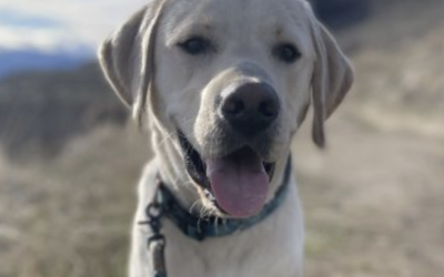 Available for Adoption: Sturko