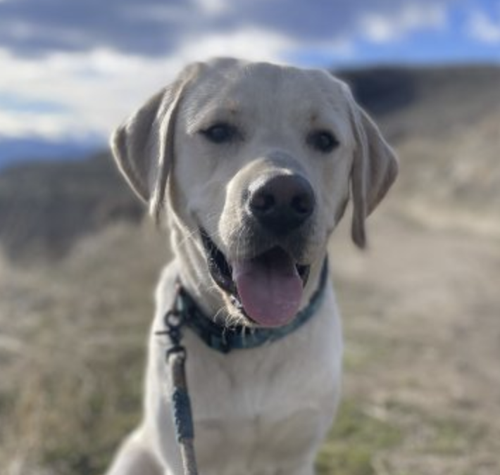 Available for Adoption: Sturko