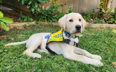 Meet PADS Ali, a pup with a perfect name