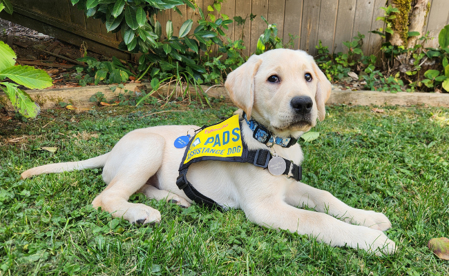 Meet PADS Ali, a pup with a perfect name