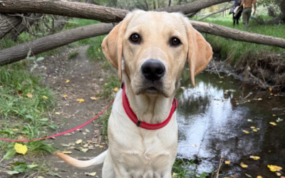Available for Adoption: Tattor